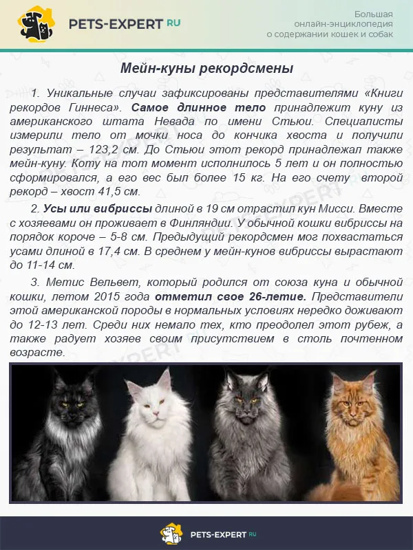 Мейн-куны рекордсмены