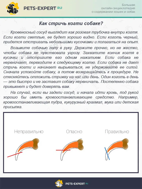 Как стричь когти собаке?