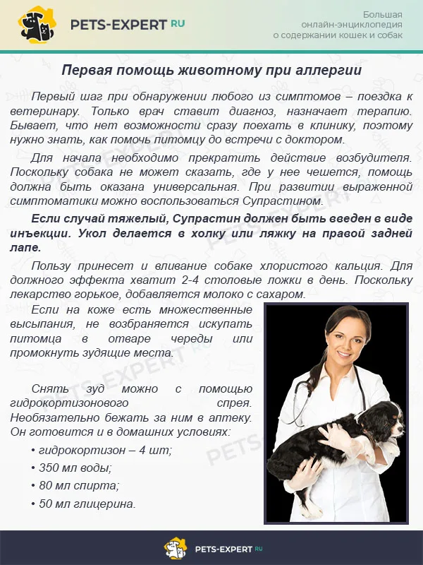 Первая помощь животному при аллергии