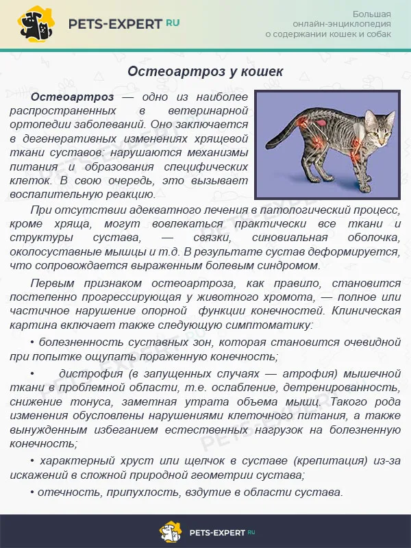 Остеоартроз у кошек