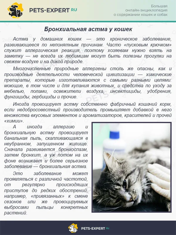 Бронхиальная астма у кошек
