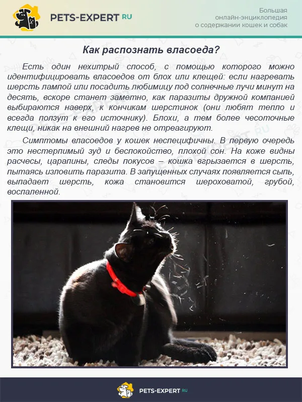 Как распознать власоеда?