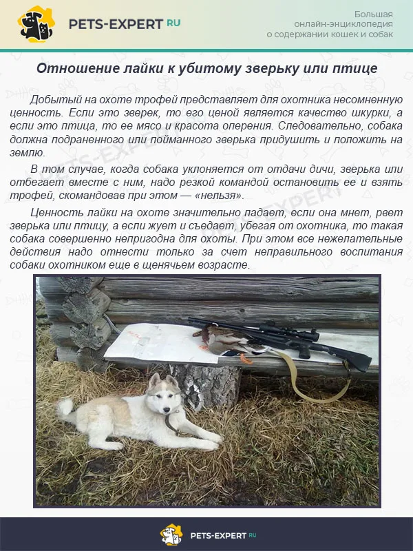 Отношение лайки к убитому зверьку или птице