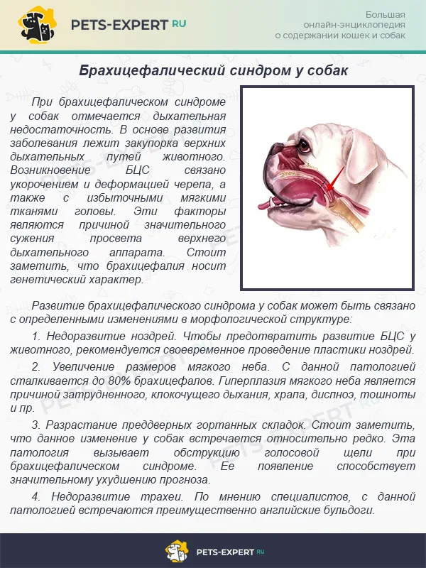 Брахицефалический синдром у собак