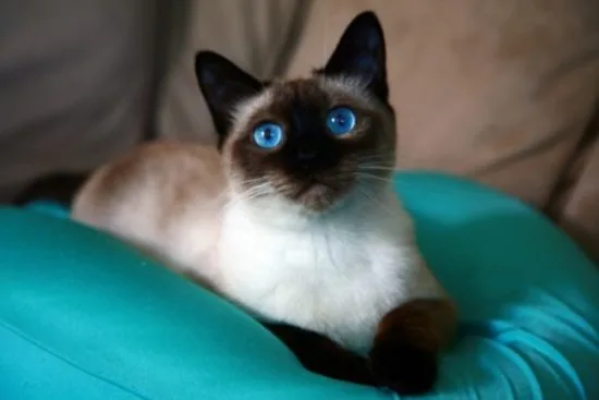 Сиамская кошка