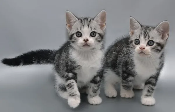 Котята короткошерстной американской