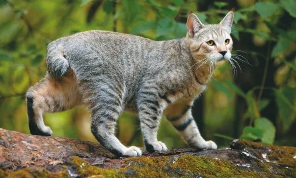 Домашняя кошка с диким очарованием