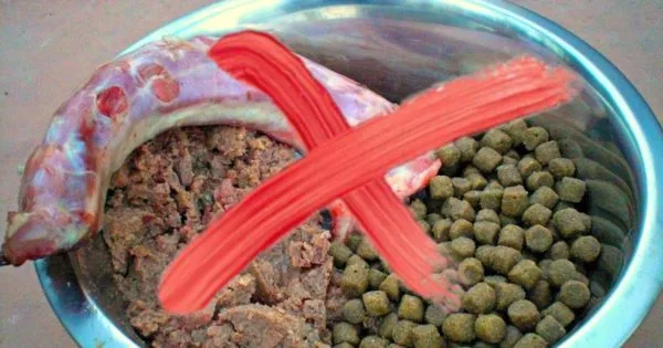 Натуральное питание нельзя смешивать с сухим кормом