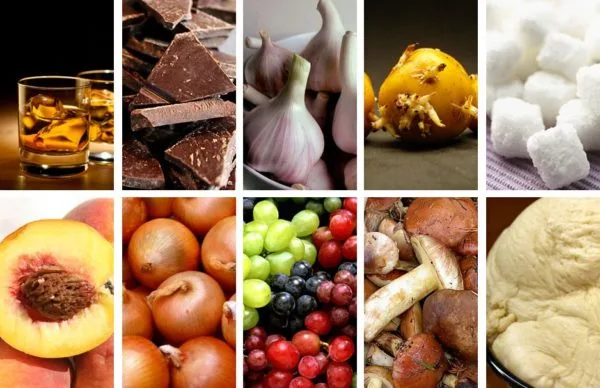 Запрещённые собакам продукты