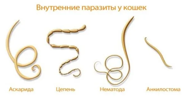 Как выглядят разные паразиты