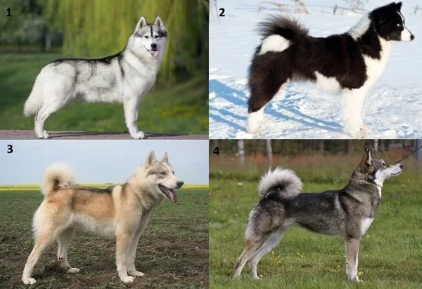 1 – хаски, 2 – русско-европейская лайка, 3 – западно-сибирская лайка, 4 – восточно-сибирская лайка