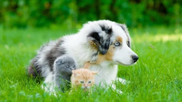 Аусси хорошо уживаются с кошками