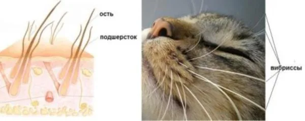 Строение вибрисс