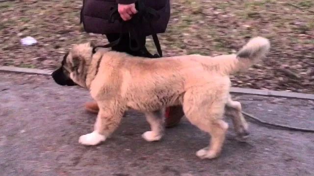 Щенок кавказской овчарки гуляет на поводке
