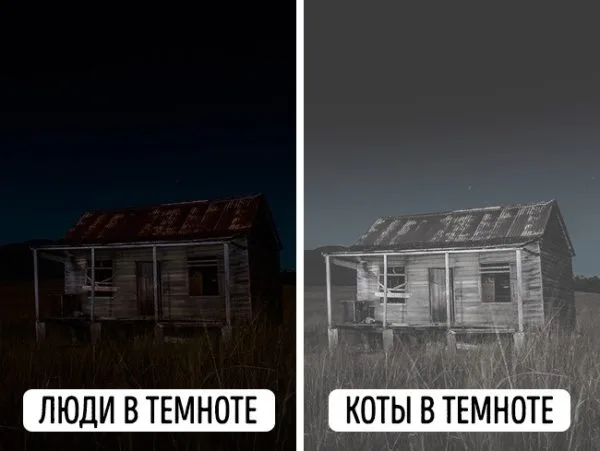Как видят кошки в темноте