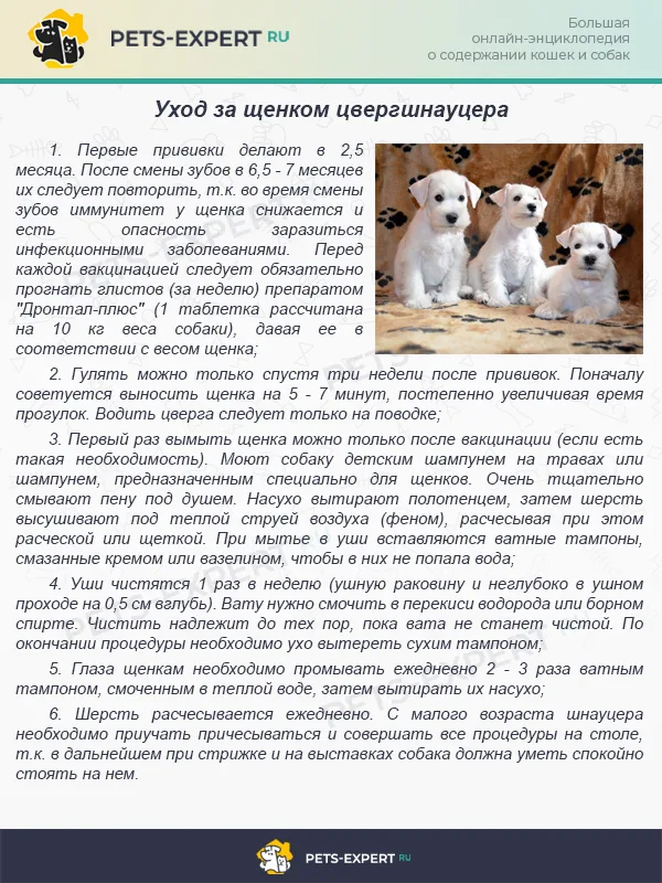 Уход за щенком цвергшнауцера