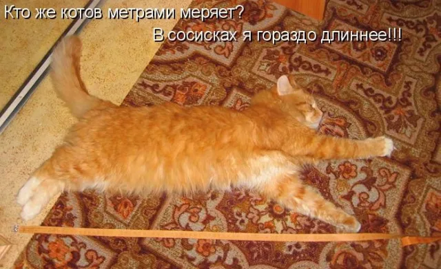 Измеряем длину тела подросшего котёнка