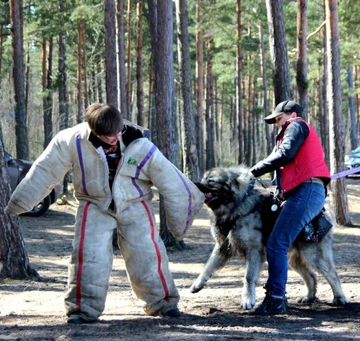 Дрессировщик обязательно надевает плотный костюм, который закрывает все части тела