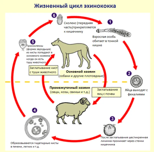 Жизненный цикл эхинококка