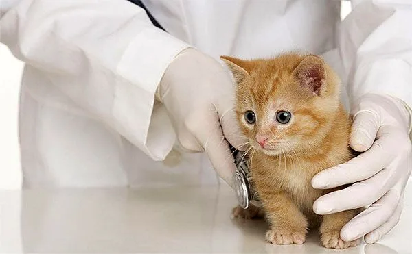 В некоторых ситуациях кошкам требуется проведение оперативного вмешательства, так как иными способами купировать заболевание невозможно