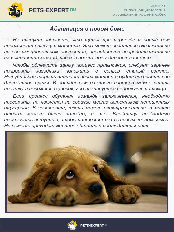 Адаптация в новом доме