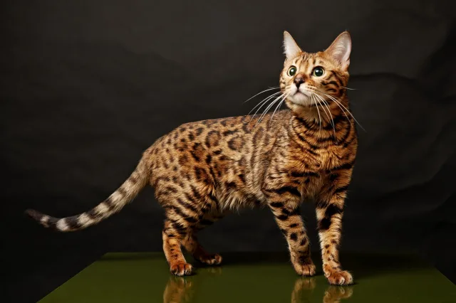 Бенгальская кошка