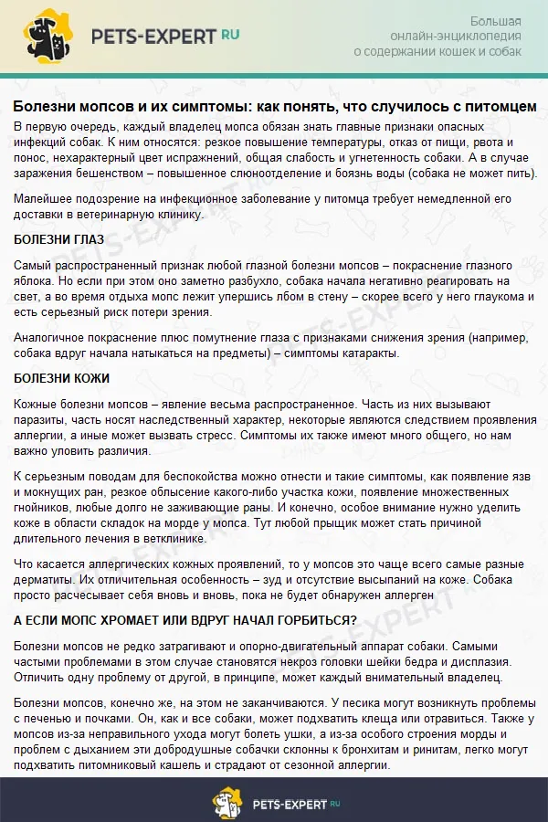 Болезни мопсов и их симптомы: как понять, что случилось с питомцем