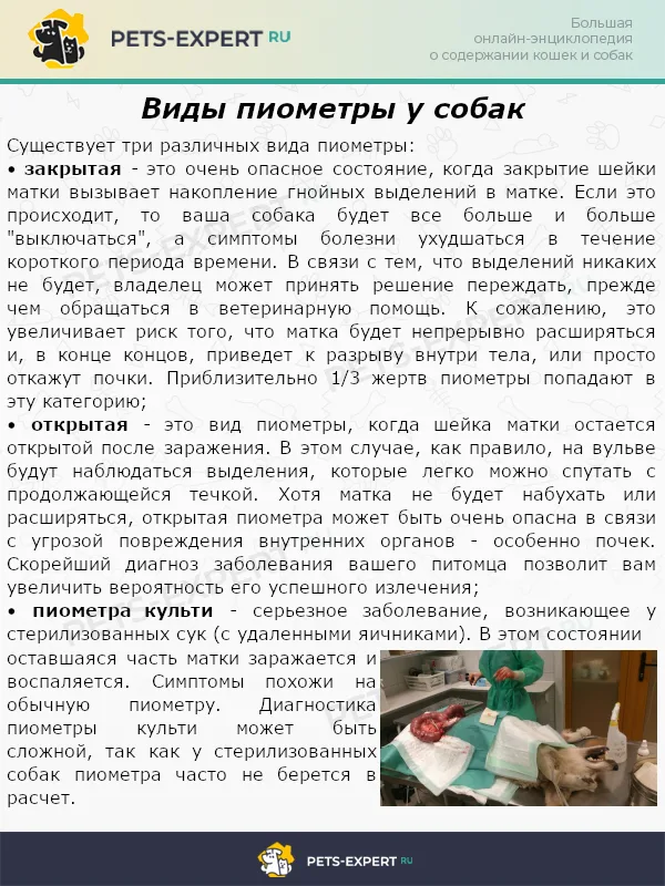 Виды пиометры у собак