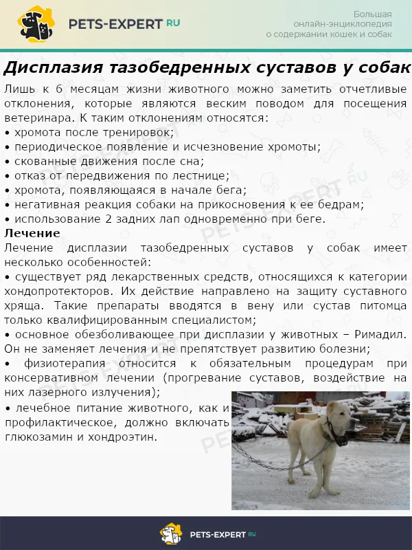Дисплазия тазобедренных суставов у собак
