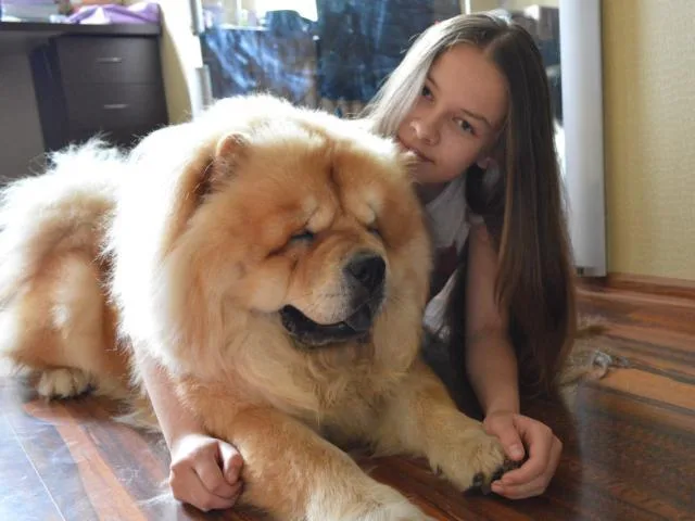 Домашний лев