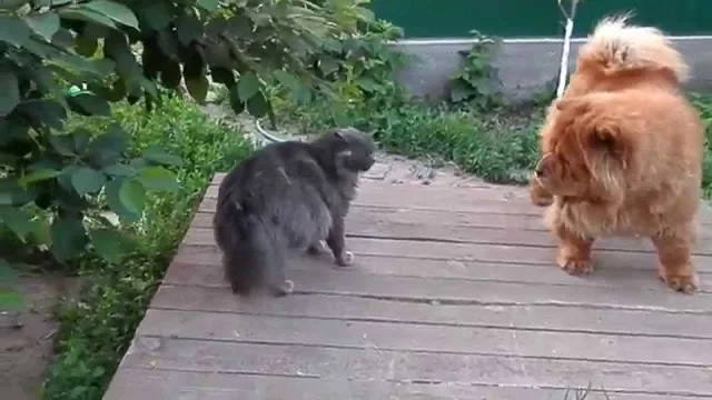 Дружбы не будет...
