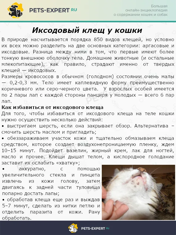 Иксодовый клещ у кошки