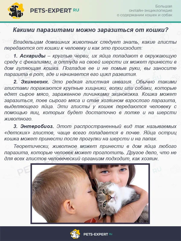 Какими паразитами можно заразиться от кошки?