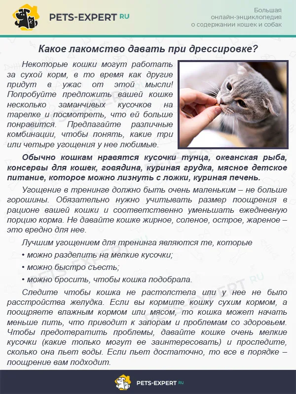 Какое лакомство давать при дрессировке?