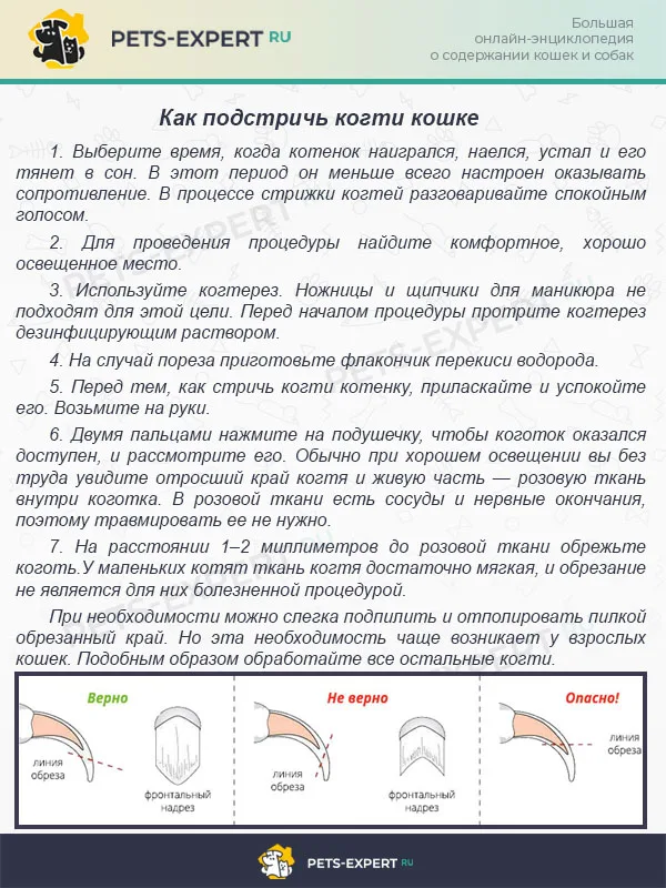 Как подстричь когти кошке