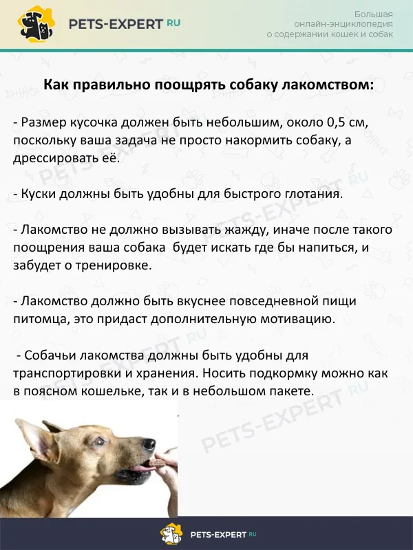 Как поощрять собаку лакомством при дрессировке