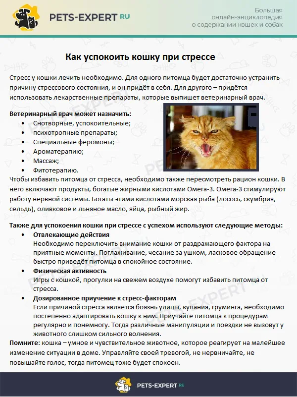 Как успокоить кошку при стрессе