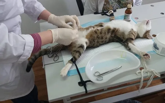 Кастрация кота