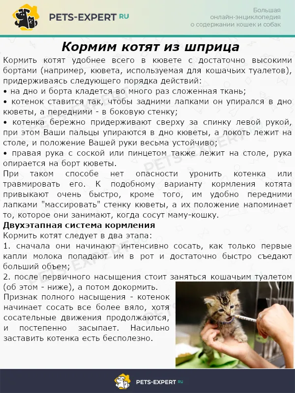 Кормим котят из шприца