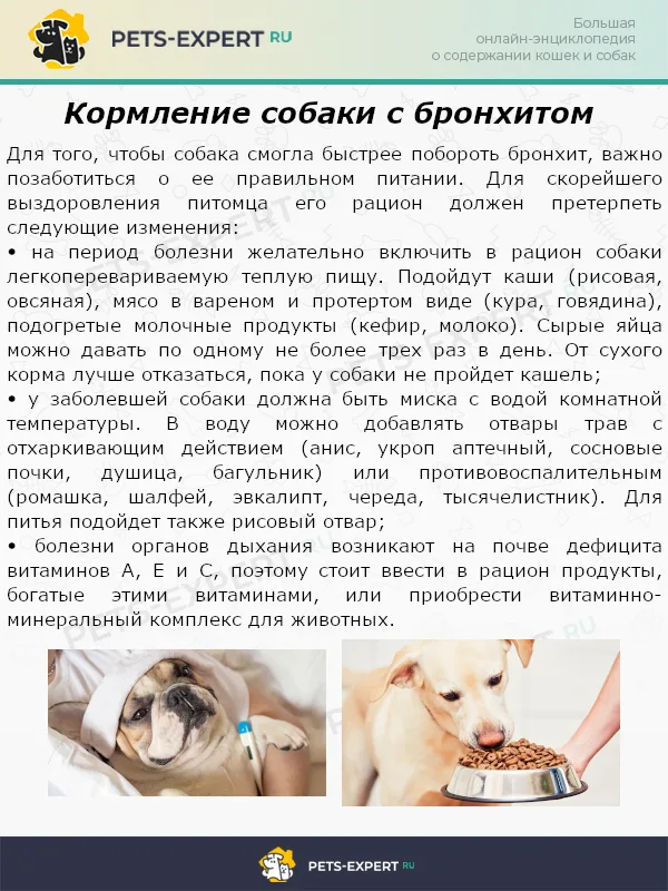 Кормление собаки с бронхитом