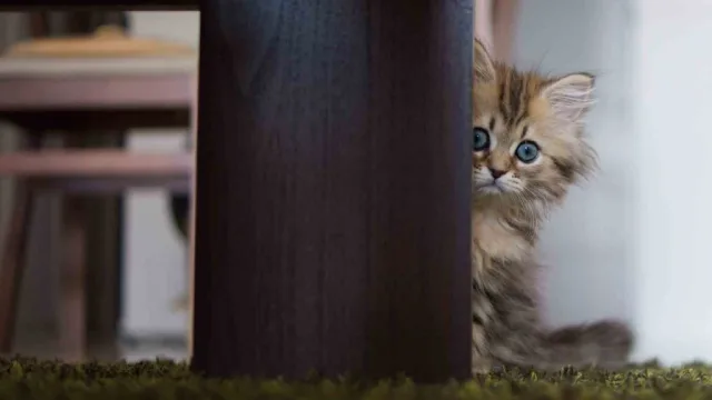 Котенок начнет привыкать к лотку после того, как попривыкнет к новой обстановке