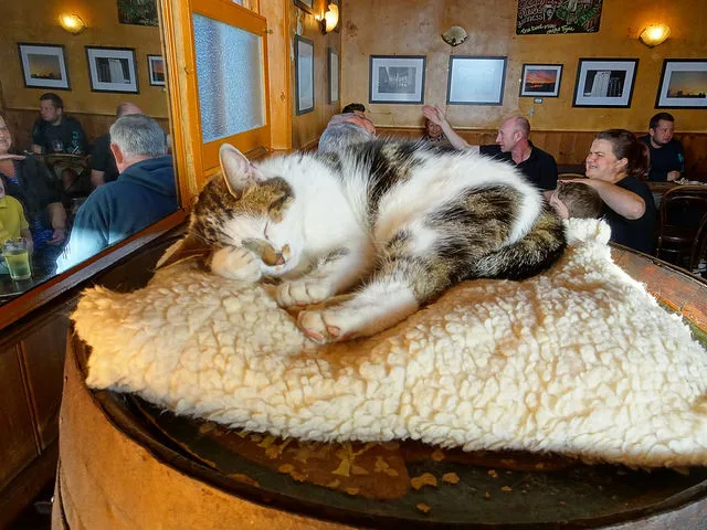 Коты не любят шумных компаний, состоящих из мало знакомых людей