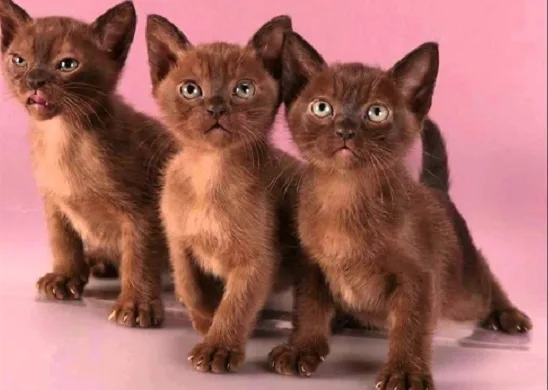 Котята бурманской кошки