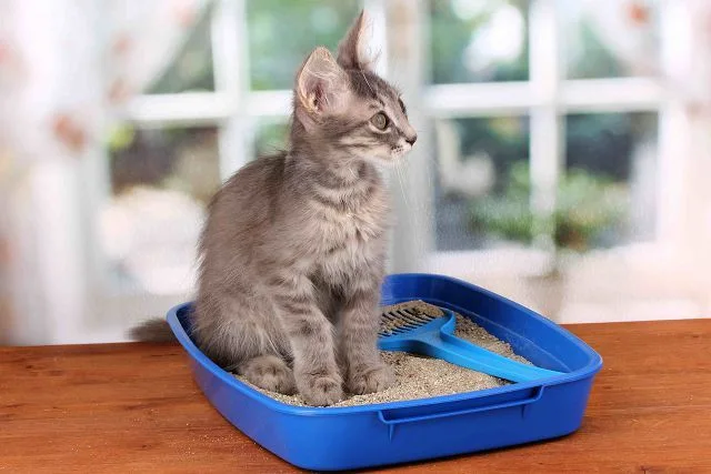 Котёнок в лотке