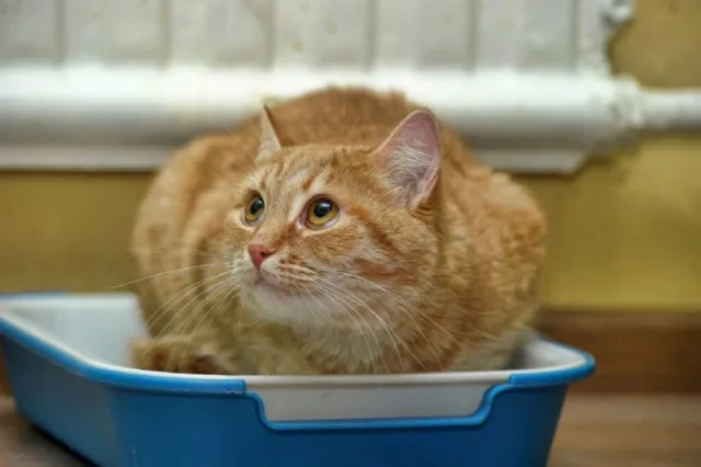 Кот жалобно мяукает на лотке