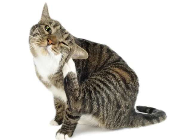 Кот расчесывает ухо