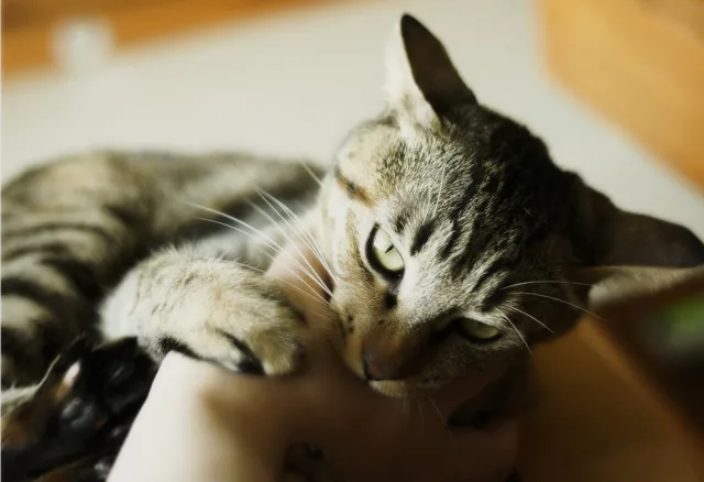Кошка может кусать хозяина от недостатка внимания