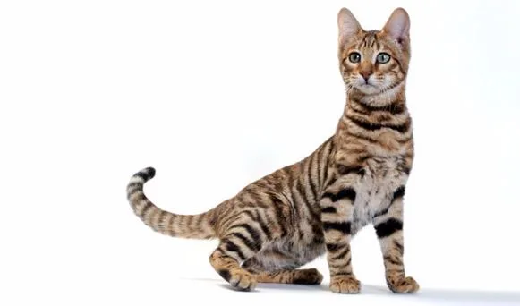 Кошка породы сококе