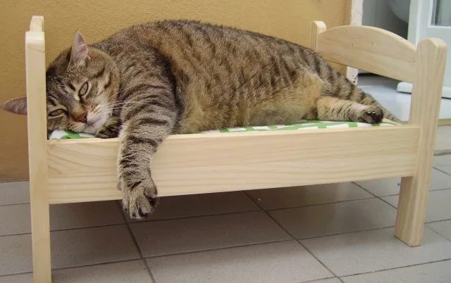 Кошка с лишним весом становится апатичной