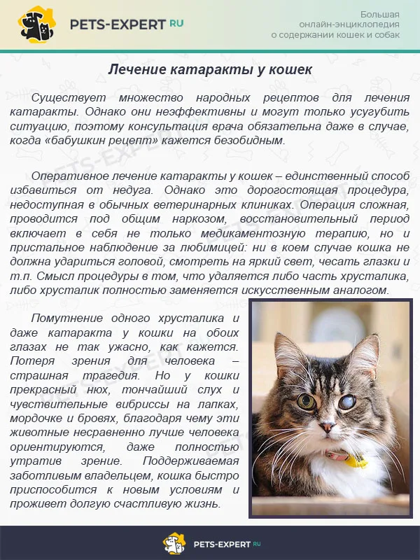 Лечение катаракты у кошек